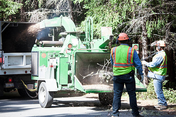 Timber Pines, FL Tree Services Company